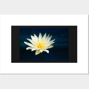 White and Yellow Water Lily Posters and Art